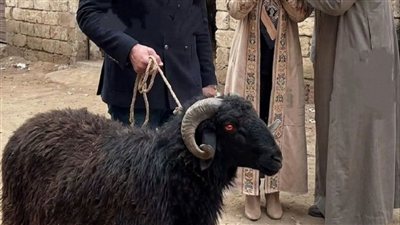 طلب مني زوجي الذهاب معه لشراء خروف 